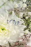 Unelinnud Butterfly Earrings
