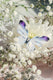 Unelind Butterfly Brooch