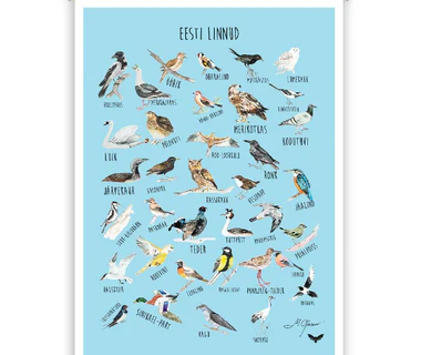 Plakat "Eesti linnud", illustratsiooni autor Mari Ojasaar (komplektis sisaldub ka puidust plakati riputi)