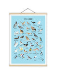 Wall print "Eesti linnud" by Mari Ojasaar